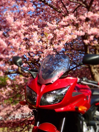 一足早く桜の地へ