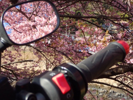 一足早く桜の地へ