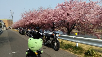 葵桜（河津桜）ツー