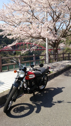 前略、桜吹雪の下で