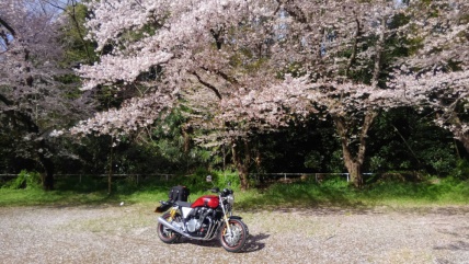 桜の木の下ショット