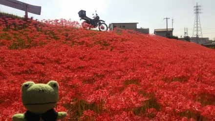 彼岸花が満開♪