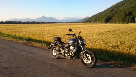 金色の野