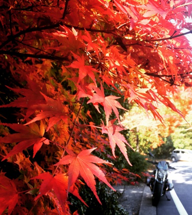 彼と初めての紅葉狩り