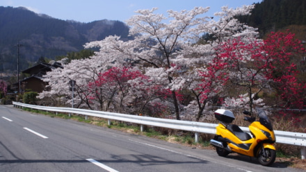 山にも春が来た！