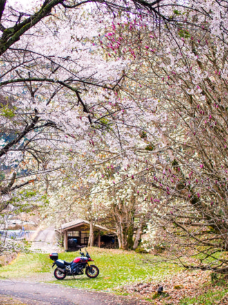 桜のトンネル