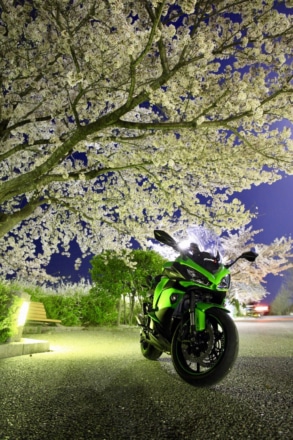 夜桜