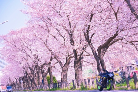 桜