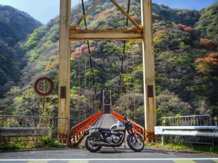 吊橋と山桜