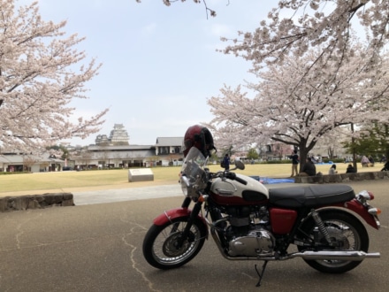 Bonnieと桜と姫路城