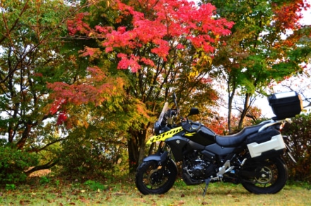 秋雨と紅葉と