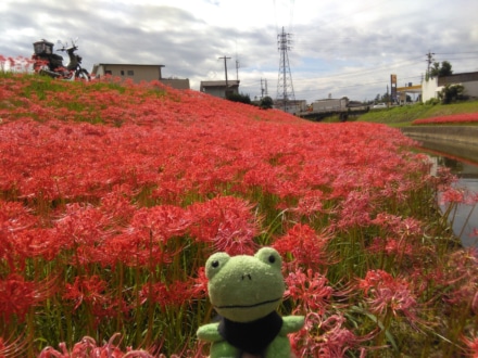 クロスカブで彼岸花を見に行ってきました～！