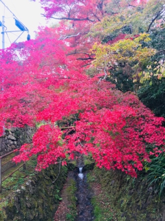 見事な紅葉とコマジェ