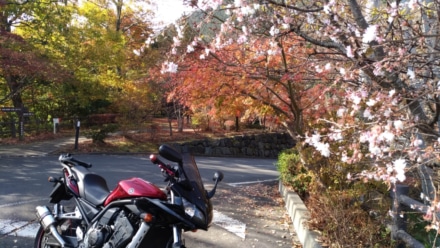 冬桜と紅葉とバイク