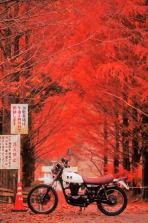 紅葉とバイク