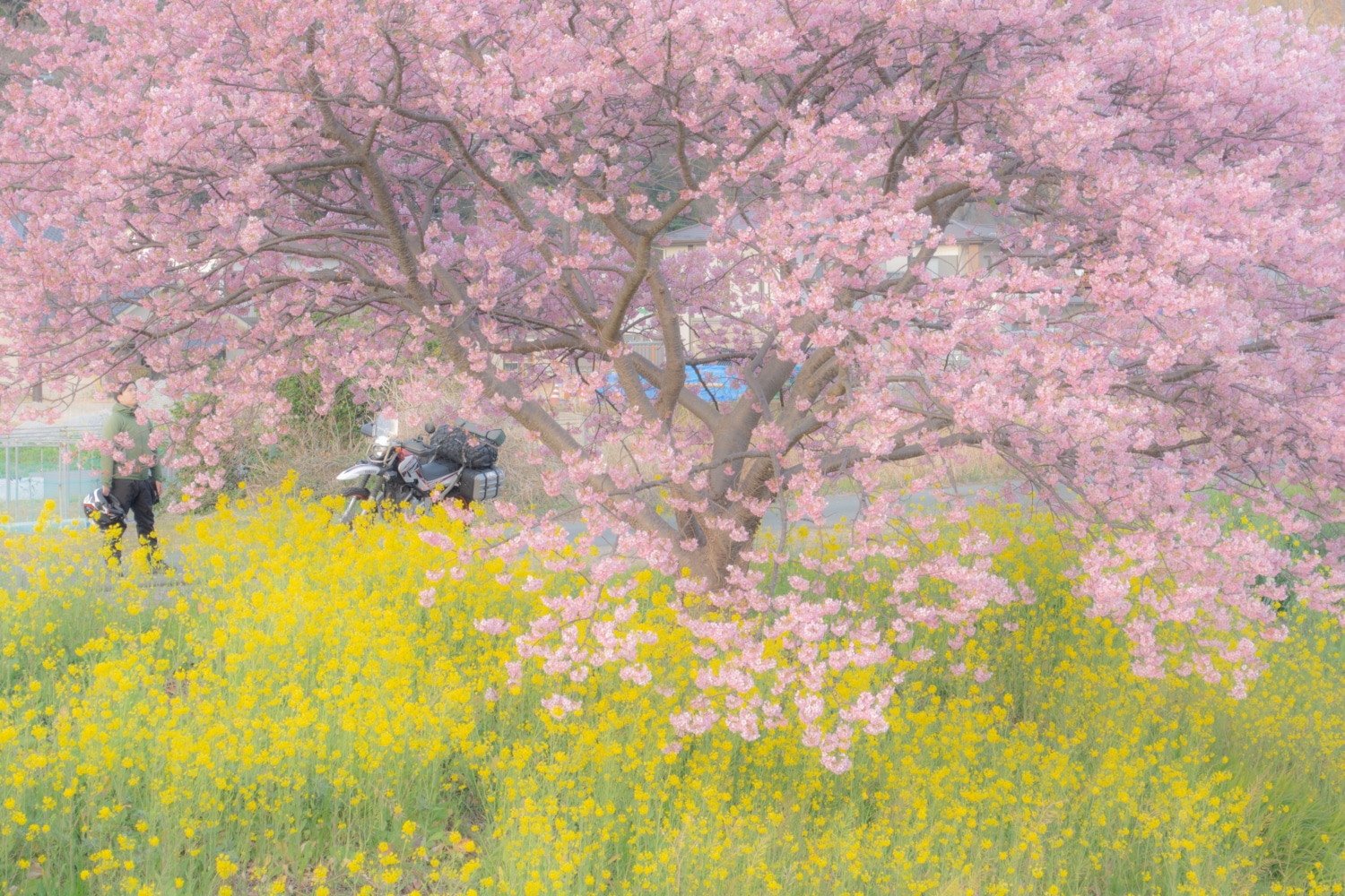 河津桜と菜の花と、旅ライダー