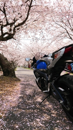 桜並木の下