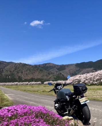 桜並木と芝桜