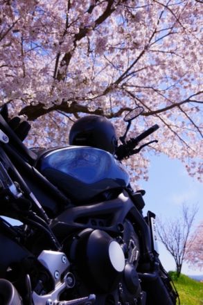 桜の下でバイクと花見