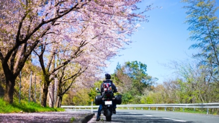 つい、立ち止まって。見上げた桜