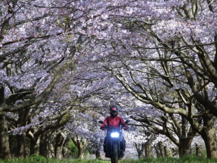 桜花爛漫