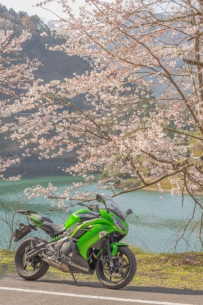 緑と桜と湖と