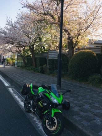 高速道路の桜