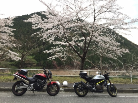 幸せの紅白バイクと舞い踊る桜