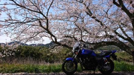 桜とともに