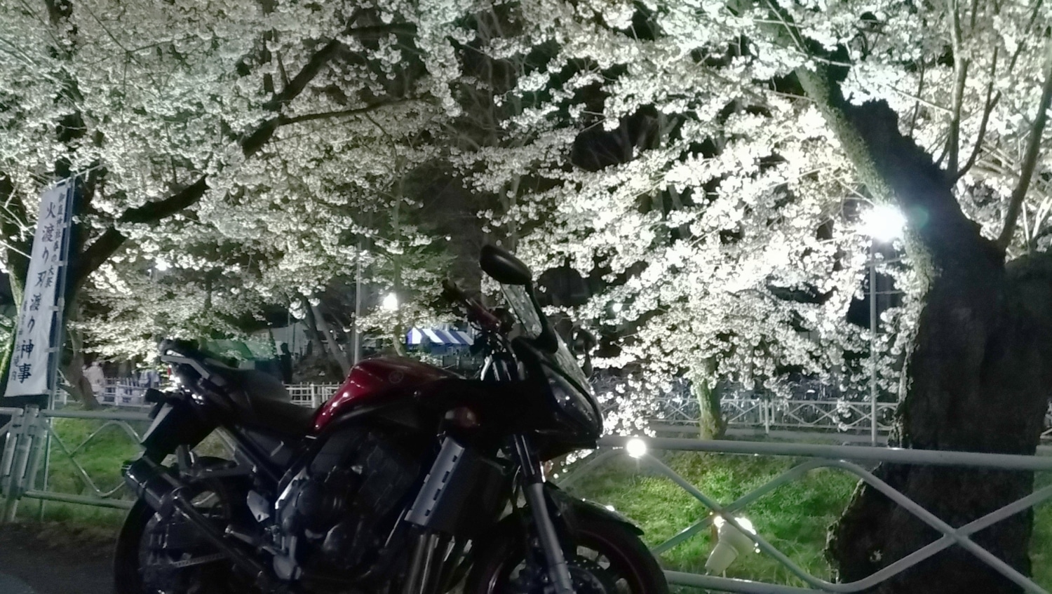 夜桜とFAZER