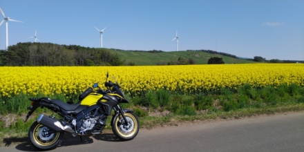 納車→立ちゴケ→菜の花畑