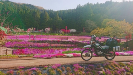 朝日の中、満開の芝桜