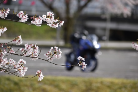 心もタイヤも桜色