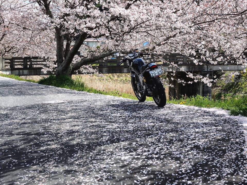 桜とsrx 6 ツーリングフォトグランプリ タンデムスタイル