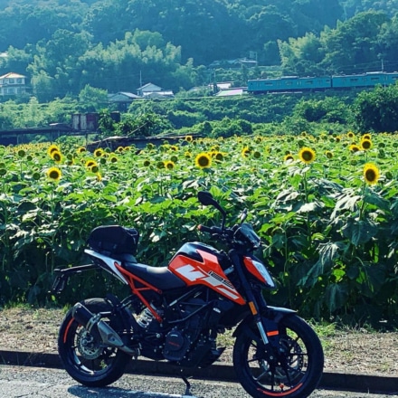 電車とヒマワリとバイク