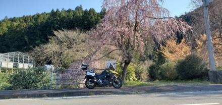 春到来!　桜ツーリング!