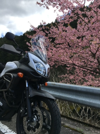 お花見するバイク