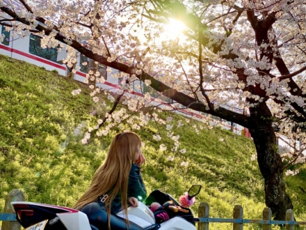 電車越しの桜とCBR