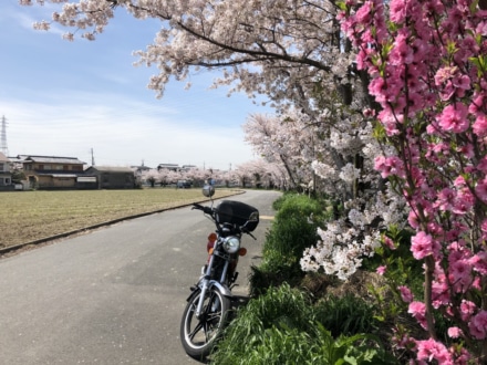 通勤中の桜