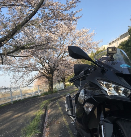 桜とニンジャ