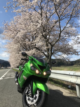 サクラと愛車