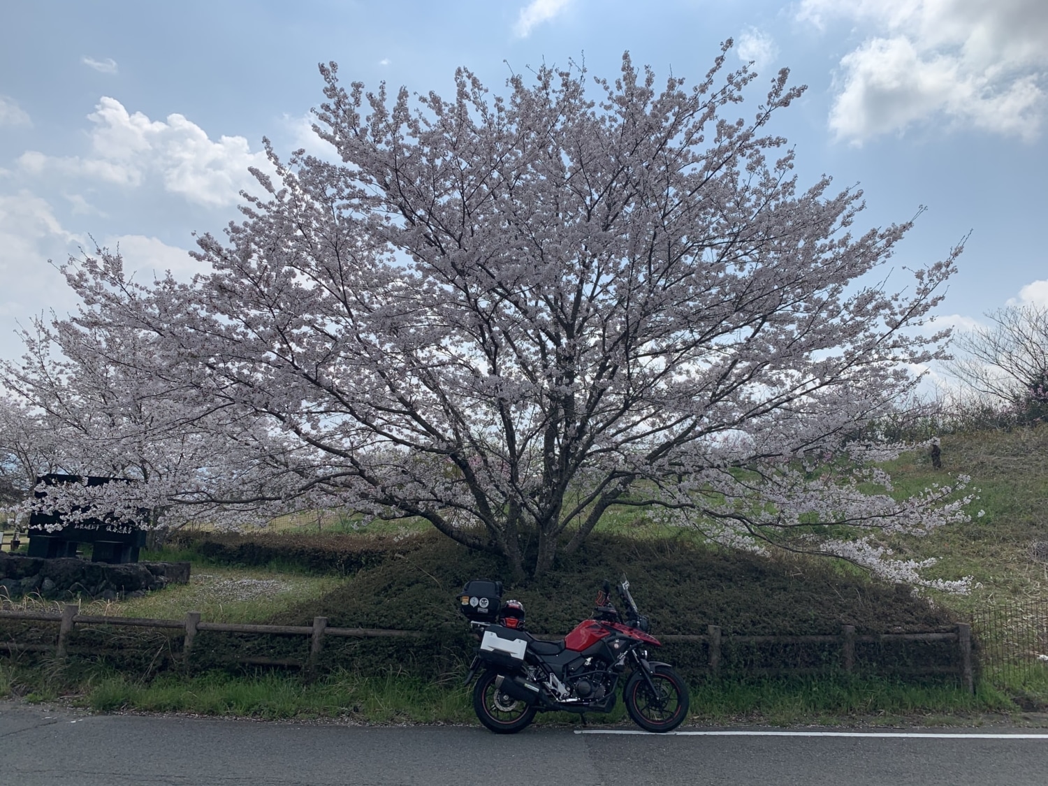 桜とVと