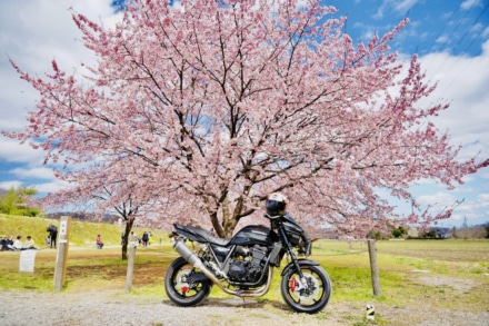 青空と桜とバイク