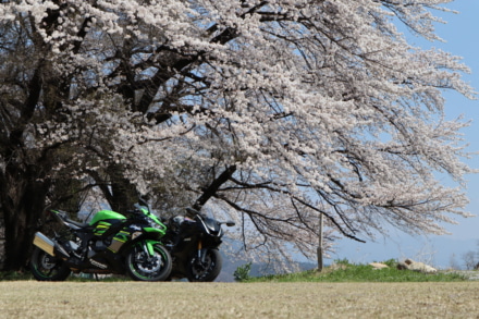 ミドルコンビ初めての桜