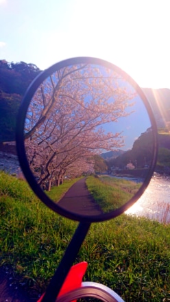 夕陽の花見