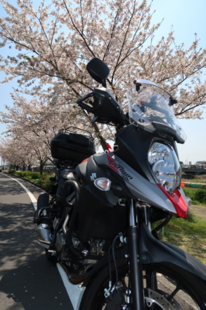 V-Strom650と桜