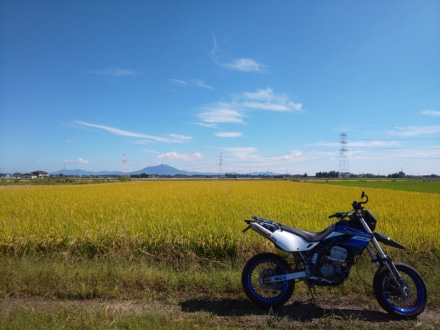 大きな稲穂に小さい筑波山