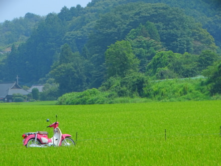 夏の思い出