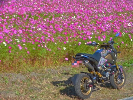 風に揺れる秋桜