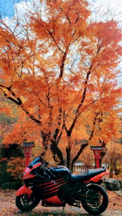 バイク色に染まった紅葉